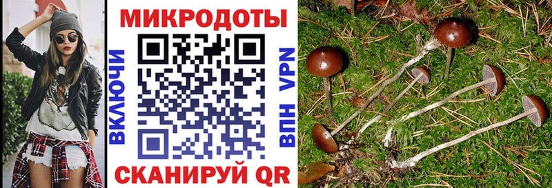 Купить где  Салаир  Псилоцибиновые грибы Magic Shrooms 